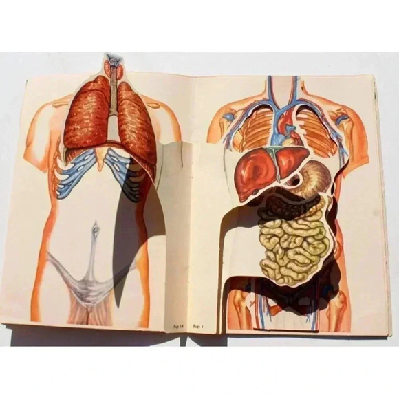 Vtg 1942 The Humanscope of the Anatomy Human Body w/ Illustrations of Organs - Picture 4 of 6